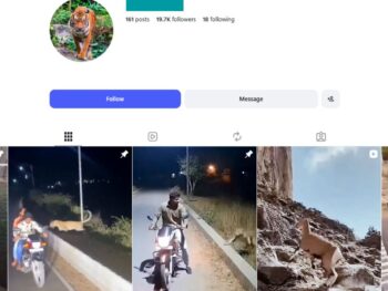 19K Wild Animals Instagram Account
