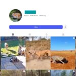 19K Wildlife Discovery Instagram Account