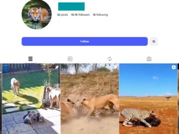 19K Wildlife Discovery Instagram Account