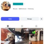 30K Cute Dogs Pets Instagram Account