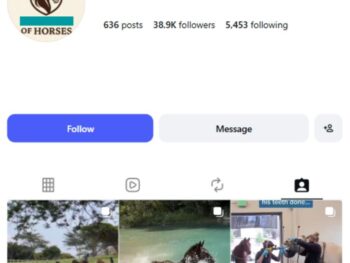 38K Horses Animals Instagram Account