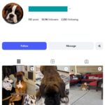 50K Boxer Pets Dog Instagram Account