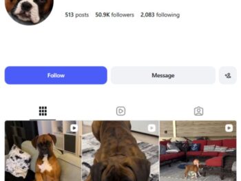 50K Boxer Pets Dog Instagram Account
