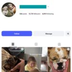 50K English Bull Dogs Instagram Account