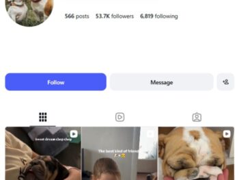 50K English Bull Dogs Instagram Account