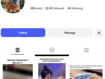 50K Funny Dogs Pets Instagram Account