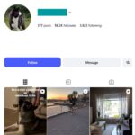 58K Dogs Akita Instagram Account