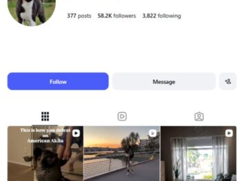 58K Dogs Akita Instagram Account