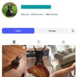 59K Doberman Dogs Instagram Account