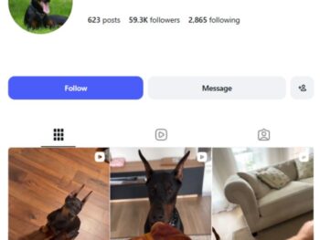 59K Doberman Dogs Instagram Account