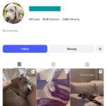 59K Dogs Pets Instagram Account