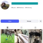 65K Pets Dogs Instagram Account