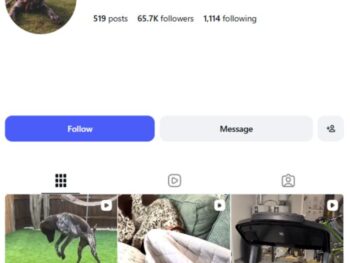 65K Pets Dogs Instagram Account