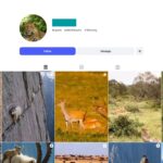 6K Wild Animals Instagram Account