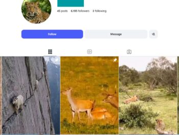 6K Wild Animals Instagram Account