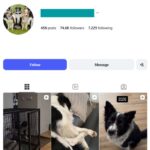 70K Border Collie Dogs Instagram Account