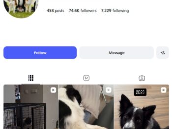 70K Border Collie Dogs Instagram Account