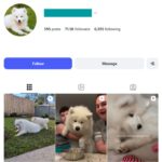 70K Samoyed Dog Instagram Account