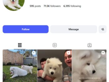 70K Samoyed Dog Instagram Account