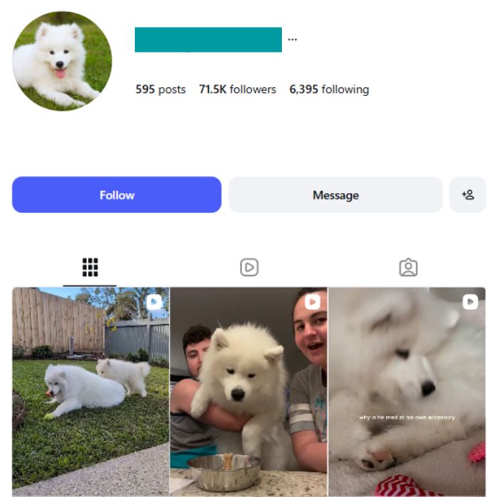 70K Samoyed Dog Instagram Account for sale 70K Samoyed Dog Instagram Account - Image 1