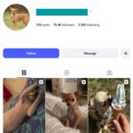 78K Chihuahua Dogs Instagram Account