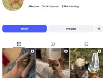 78K Chihuahua Dogs Instagram Account