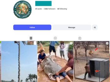 7K Animal Videos Instagram Account