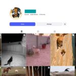 9K Animal Moments Instagram Account