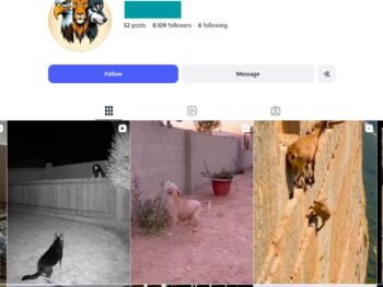 9K Animal Moments Instagram Account