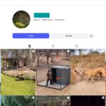 9K Wild Animal Moments Instagram Account