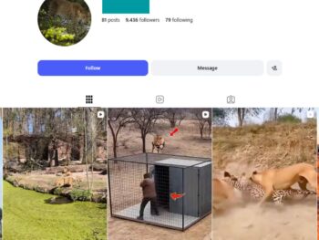 9K Wild Animal Moments Instagram Account