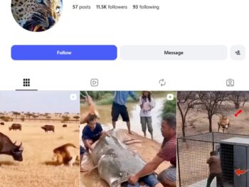10K Wildlife Instagram Account