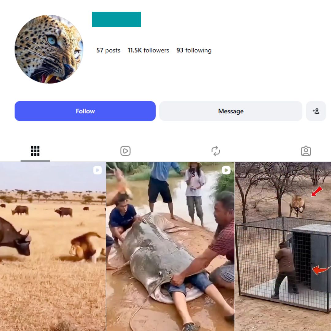 10K 10K Wildlife Instagram Account - Image 1