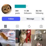 11K Funny Cats Instagram Account
