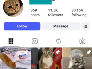 11K Funny Cats Instagram Account