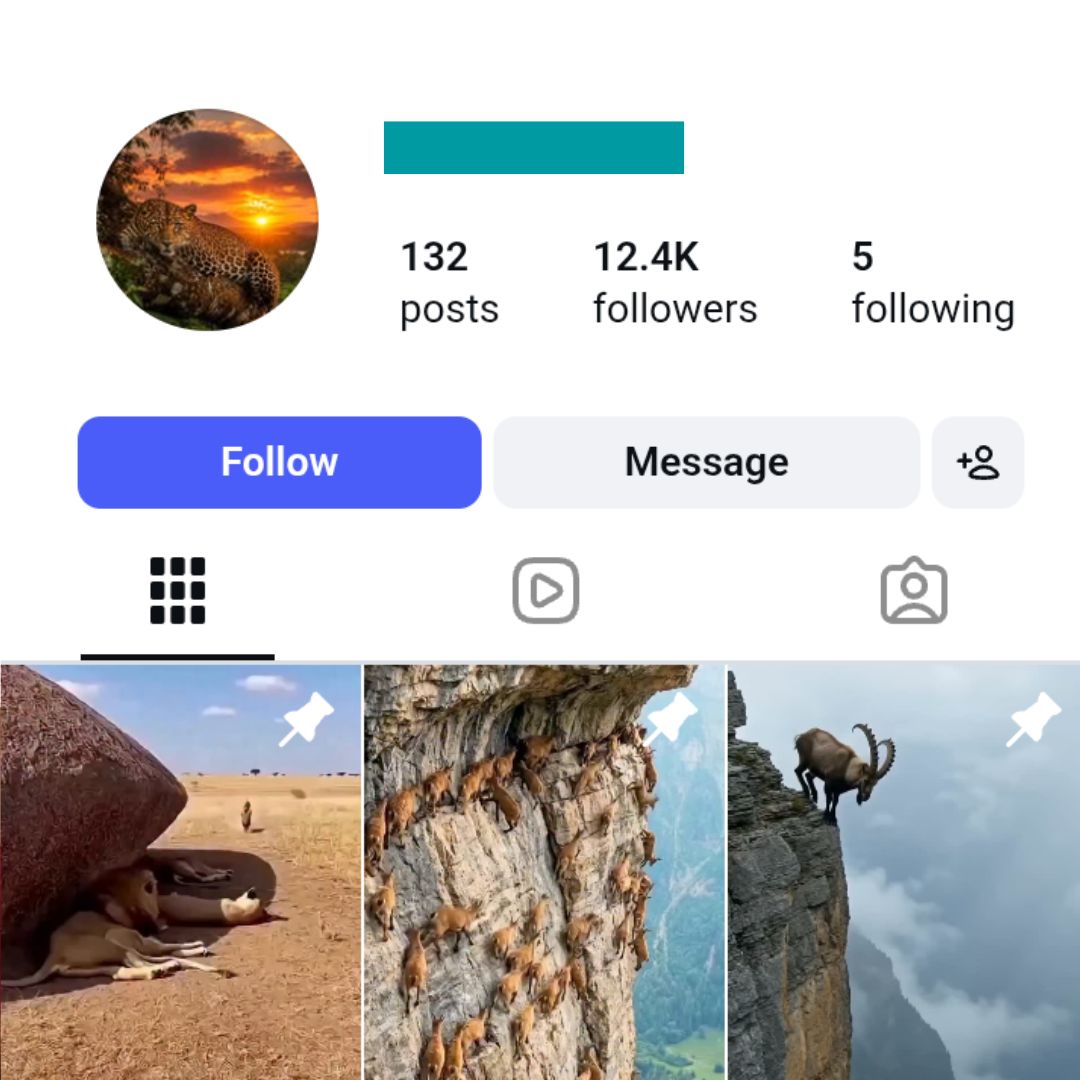 12K Wild Animals Instagram Account for sale 12K Wild Animals Instagram Account - Image 1