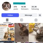 14K Funny Cats Instagram Account