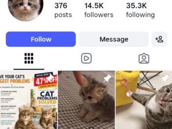 14K Funny Cats Instagram Account