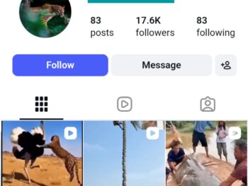 17K Animal Wild Moments Instagram Account