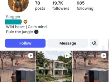 19K 4K Wild Animals Instagram Account