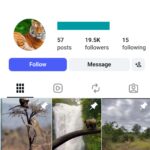 19K Animal Wild Moments Instagram Account