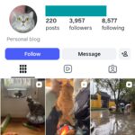 3K Cute Cats Instagram Account