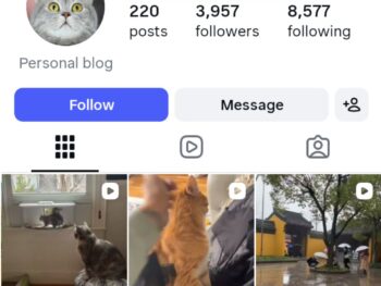 3K Cute Cats Instagram Account