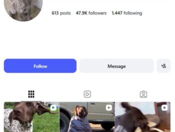 45K Pets Dogs Instagram Account