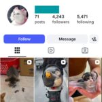 4K Pet Cats Instagram Accoun