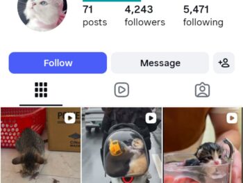 4K Pet Cats Instagram Accoun