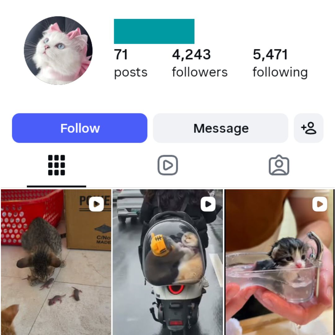 4K Pet Cats Instagram Account for sale 4K Pet Cats Instagram Accoun - Image 1