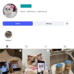 5K Kittens Instagram Account