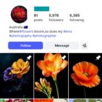 5K Beautiful Flower Instagram Account