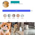 6K Kittens Instagram Account